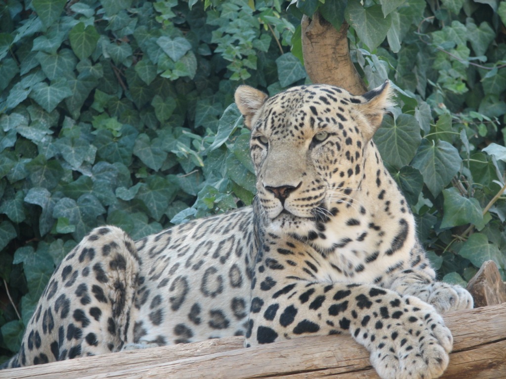 Persian Leopard_caucasian_leopard_13-02-12