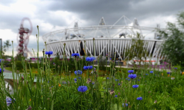 Meadow flowers_on_the_Olympic_Park_July_21
