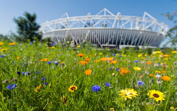 Olympic Park_flowers_28_August