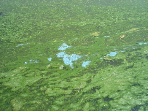 Blue green algae such as this has caused major concerns over the safety of Strathclyde Park for swimming events