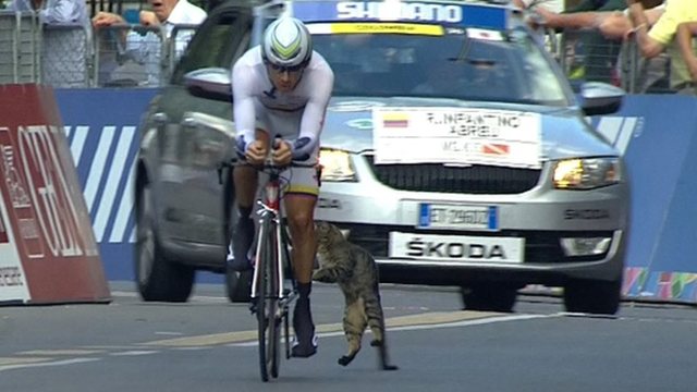 Colombian rider Rafael Infantino has a close encounter with a cat during the time trial at the Road World Cycling Championships in Florence