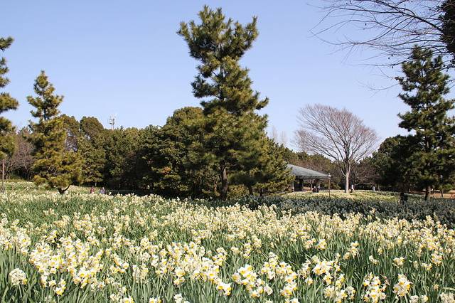The Kasai Rinkai Park has been an area of natural beauty since the 1980s