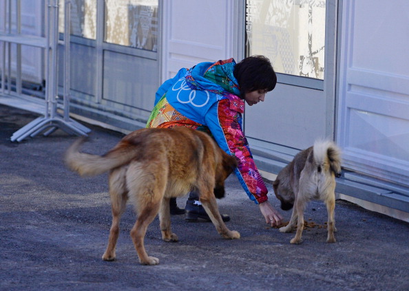 Dog shelters are being set up to protect stray dogs in Sochi after reports that they have been poisoned ©Getty Images