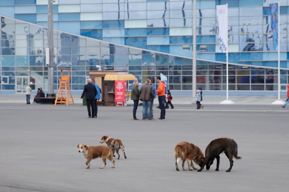 Stray dogs were a common sight throughout Sochi 2014 
