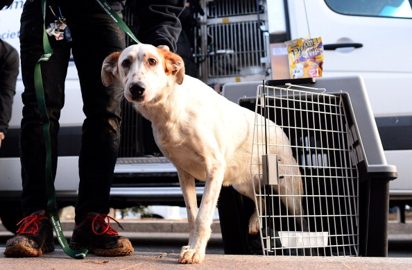 The first dogs have arrived in Washington following their transportation from Sochi ©AFP/Getty Images