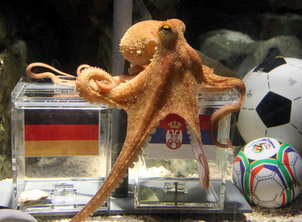 Paul the Octopus, the German-based mollusc which correctly predicted all seven of its home nation's results at the 2010 World Cup finals. Here the seer has selected a clam from the Serbian container, indicating a German defeat. Germany lost this match 1-0 ©AFP/Getty Images