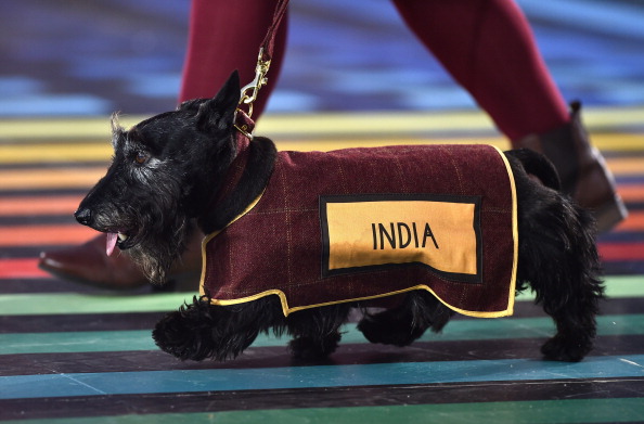 A Scottish terrier led each team into Celtic Park during the Opening Ceremony ©AFP/Getty Images