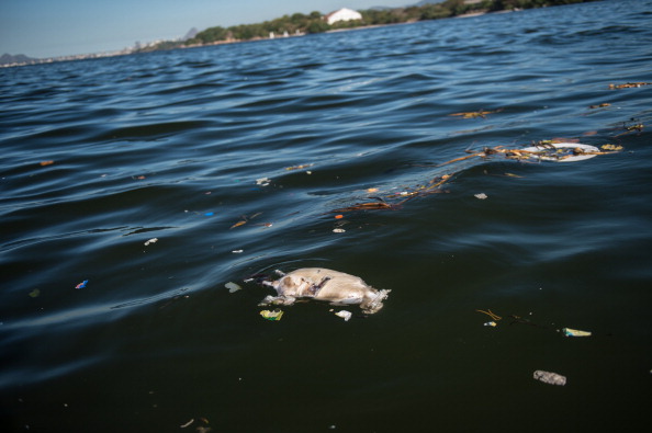 Debris, including dead animals, does remain in the waters of Guanabara Bay ©AFP/Getty Images