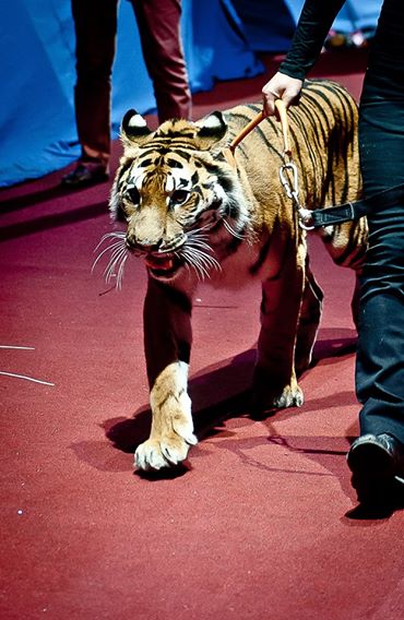 A live Siberian tiger played a central role in the Opening Ceremony of the World Judo Championships before....