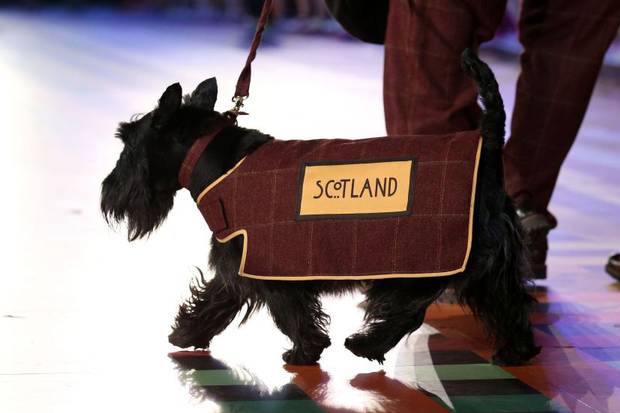 Glasgow 2014 has been embraced the whole of Scotland, even the dogs ©Getty Images