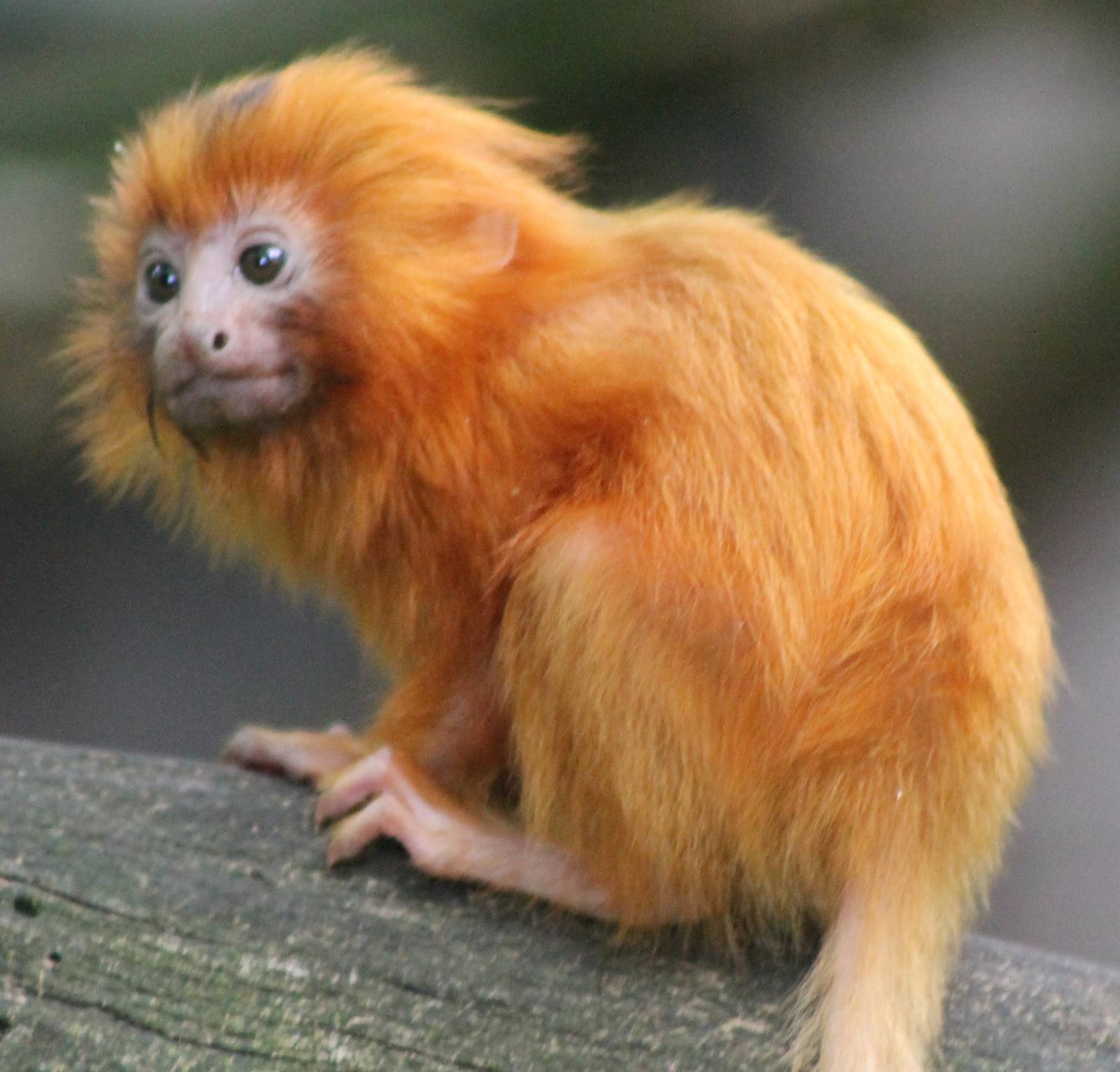 Brazilian environmentalists have launched a campaign to try to get Rio 2016 to choose the endangered golden lion tamarin as its mascot ©Getty Images