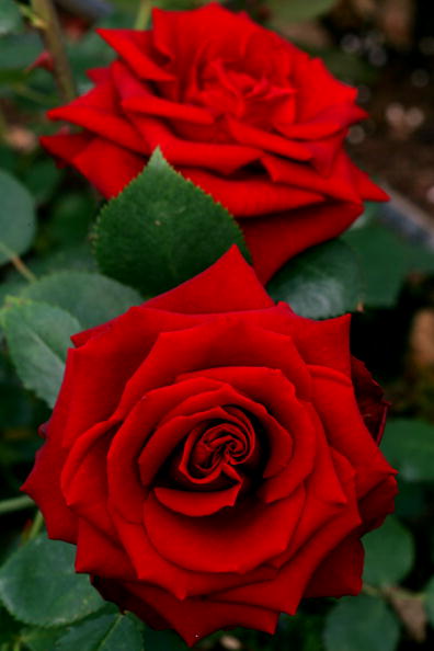 Red roses. They used to be the tribute of choice for the ice skating fan - but now they are viewed as a health and safety nightmare ©Getty Images