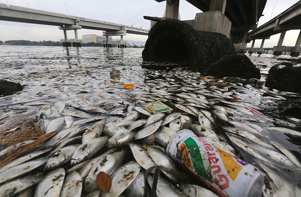 Thousands of dead fish have been washed up in Guanabara Bay, venue for sailing during Rio 2016 ©Getty Images