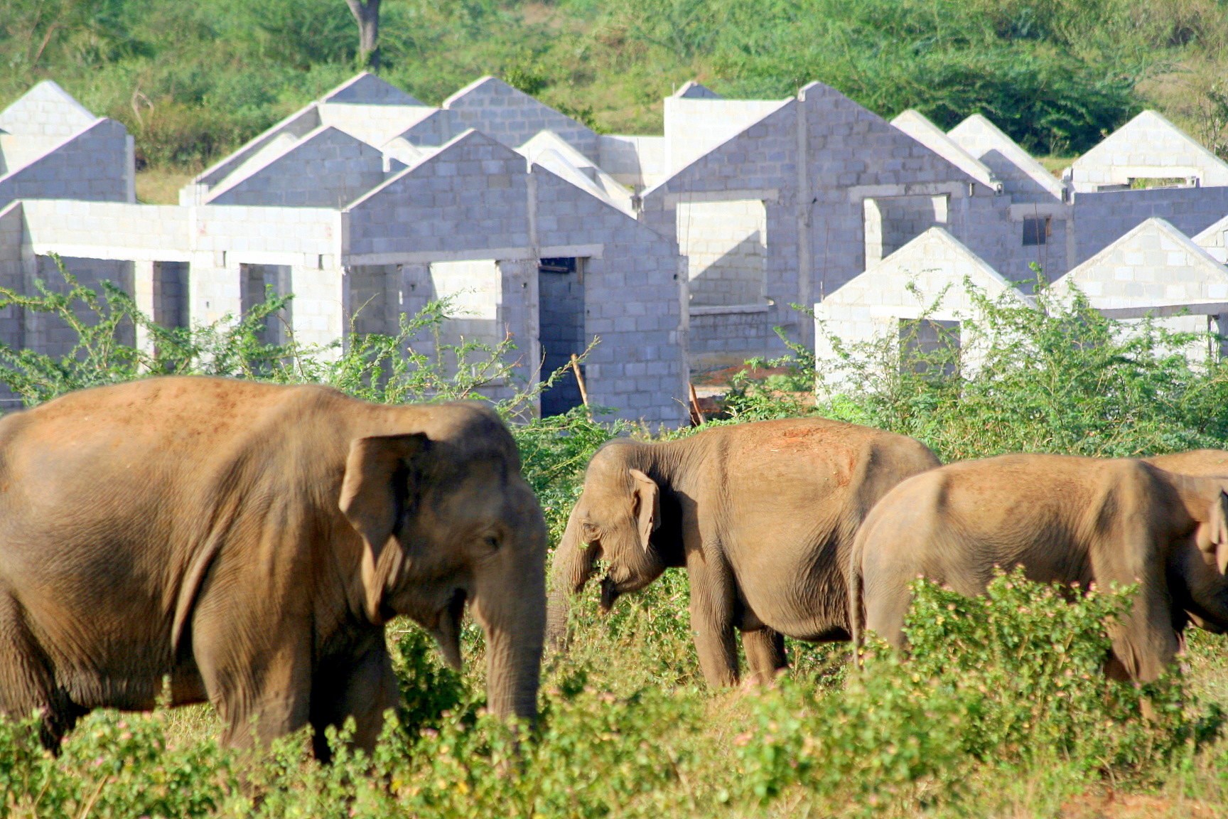 Hambantota_elephant