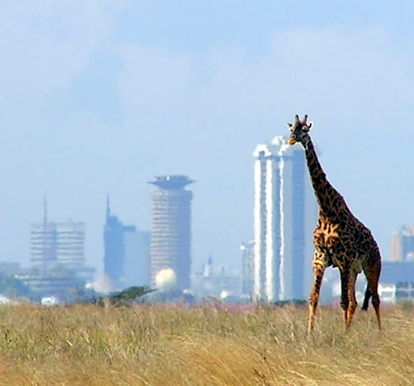 Nairobi_with_giraffe_in_foreground